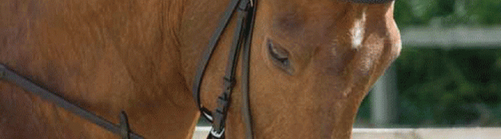 Individual Bridle Parts