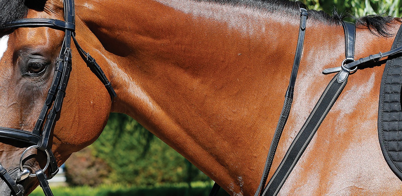 Albion Martingales & Breastplates