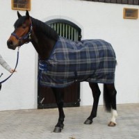 Weatherbeeta Autumn / Winter Stable Rugs Weatherbeeta Autumn / Winter Stable Rugs