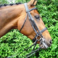 Amerigo Bridles 