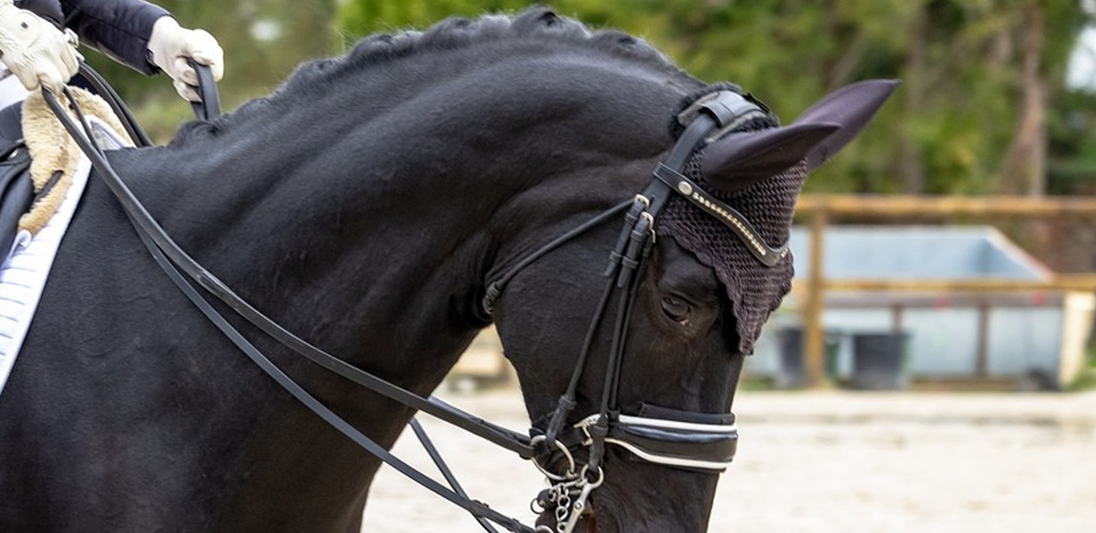 Dressage boots