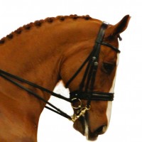 Albion KB Competition Weymouth  Bridles