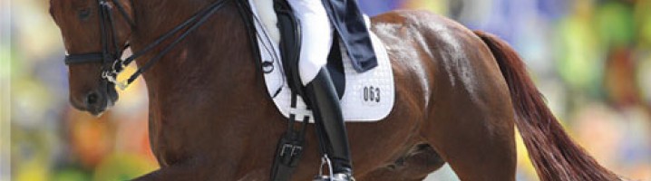Albion KB Competition Weymouth Bridles