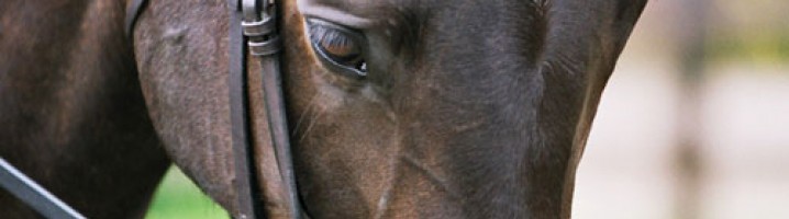 Fly Masks