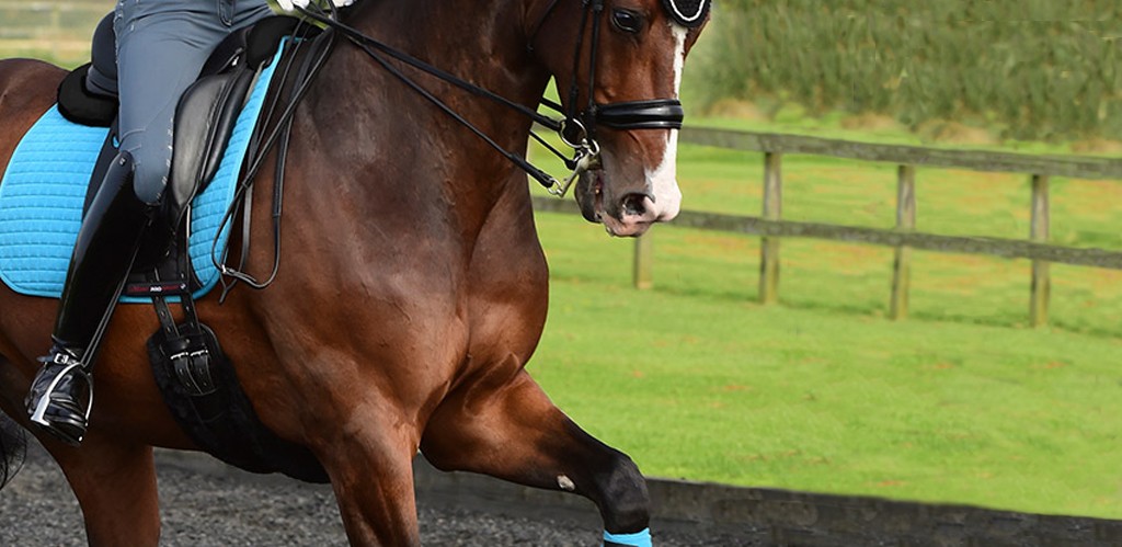 Numnahs & Saddle Pads