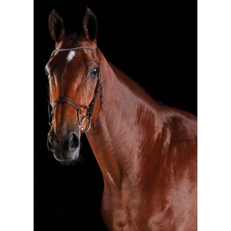 Collegiate Comfitec Crystal Bridle (Brown)