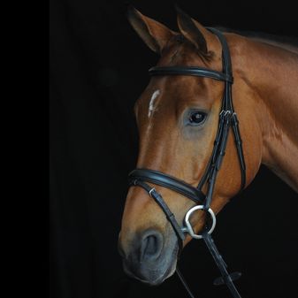 Collegiate Comfort Crown Padded Raised Flash Bridle (Black)