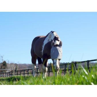 Equilibrium Field Relief Midi Fly Mask With Ears (Grey/Yellow Trim) alternative