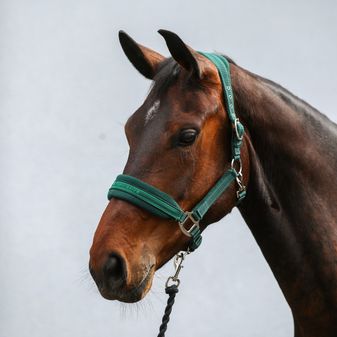 Equilibrium Stellar Style Headcollar (Green) alternative