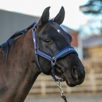 Equilibrium Stellar Style Headcollar (Navy) alternative