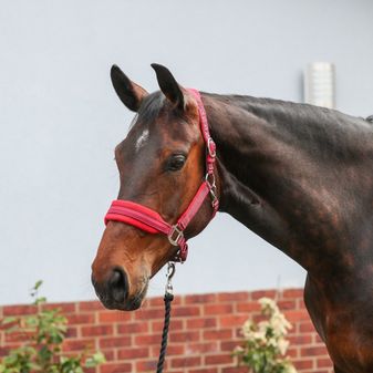 Equilibrium Stellar Style Headcollar (Red) alternative