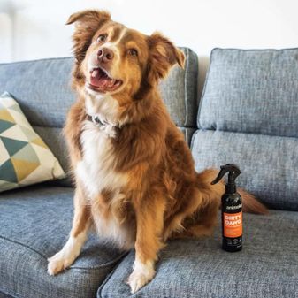 Animology Dirty Dawg No Rinse Shampoo (250 Ml) alternative