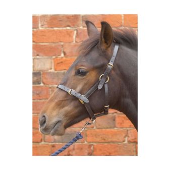 Hy Leather Foal Head Collar (Brown)