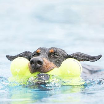 KONG AirDog Squeaker Bone alternative