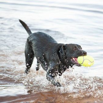 KONG AirDog Squeaker Football alternative
