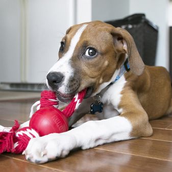 KONG Ball with Rope alternative