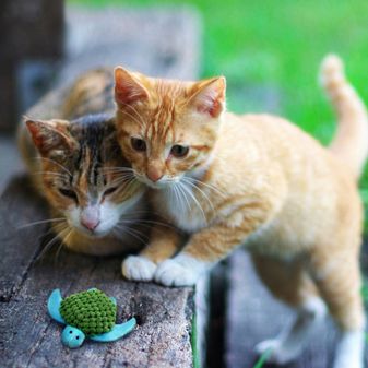 KONG Cat Refillables Turtle alternative