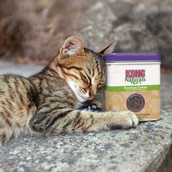 KONG Catnip Premium alternative