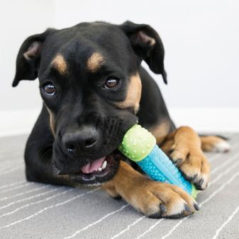 KONG Corestrength Bone alternative