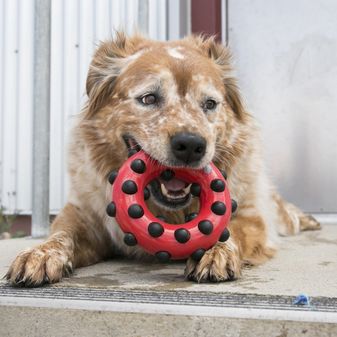 KONG Dotz Triangle alternative