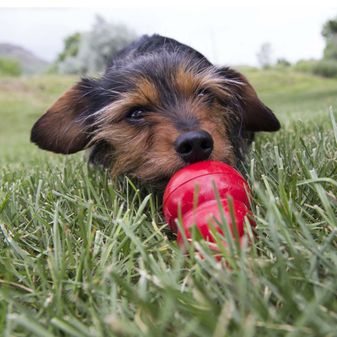 KONG Easy Treat (Liver) alternative
