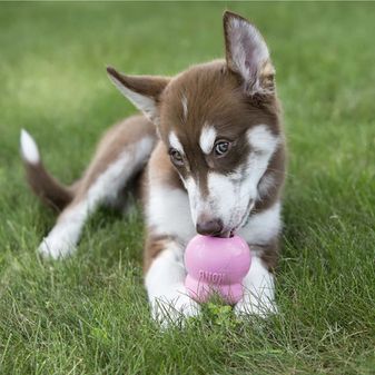 KONG Easy Treat Puppy alternative