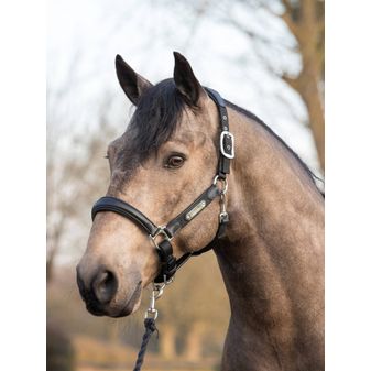 LeMieux Capella Headcollar (Black) alternative