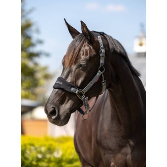 LeMieux Vogue Fleece Headcollar &amp; Leadrope (Black/Grey) alternative
