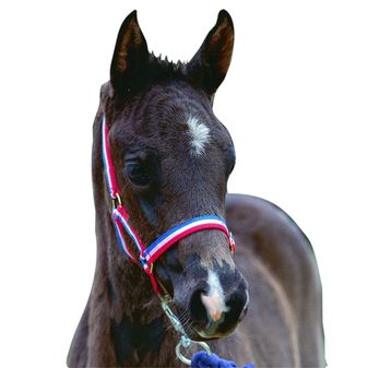 Roma Foal Headcollar (Red/White/Blue)