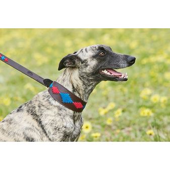 Weatherbeeta Lurcher Polo Leather Dog Collar  (Beaufort Brown/Pink/Blue)