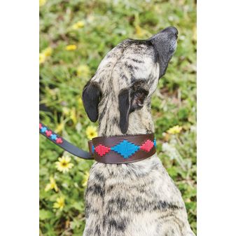 Weatherbeeta Lurcher Polo Leather Dog Collar  (Beaufort Brown/Pink/Blue) alternative