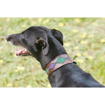Weatherbeeta Lurcher Polo Leather Dog Collar  (Beaufort Brown/Purple/Teal) alternative
