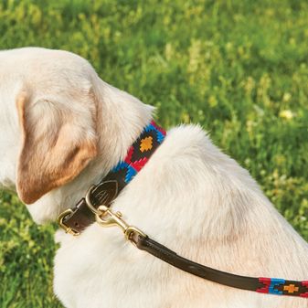 Weatherbeeta Polo Leather Dog Lead (Cowdray Brown/Pink/Blue/Yellow) alternative