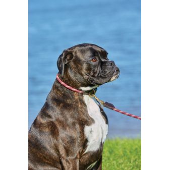 Weatherbeeta Rope Leather Dog Collar (Navy/Brown) alternative