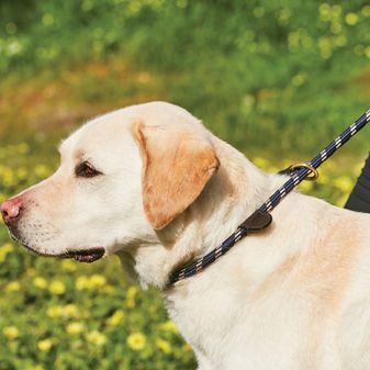 Weatherbeeta Rope Leather Slip Dog Lead (Navy/Brown) alternative