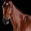 Collegiate Comfitec Crystal Bridle (Brown) additional 1
