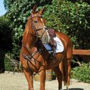 Collegiate Comfitec Grackle Bridle (Brown) additional 1