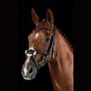 Collegiate Comfitec Grackle Bridle (Brown) additional 2