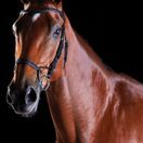 Collegiate Comfitec Training Bridle (Black) additional 1
