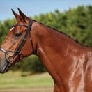 Collegiate Comfitec Training Bridle (Brown) additional 2