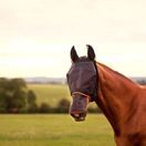 Equilibrium Field Relief Fly Mask Max (Black/Orange) additional 3