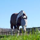 Equilibrium Field Relief Midi Fly Mask With Ears (Grey/Yellow Trim) additional 2