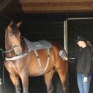 Equilibrium Massage Pad additional 4