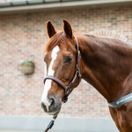 Equilibrium Stellar Headcollar (Brown) additional 1