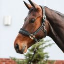 Equilibrium Stellar Style Headcollar (Black) additional 2