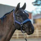 Equilibrium Stellar Style Headcollar (Navy) additional 2
