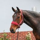 Equilibrium Stellar Style Headcollar (Red) additional 2