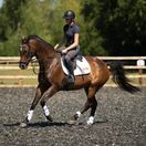 Equilibrium Tri-Zone Open Fronted Tendon Boots (White) additional 5