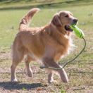 KONG AirDog Fetch Stick with Rope additional 2