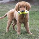 KONG AirDog Squeaker Dumbbell additional 2